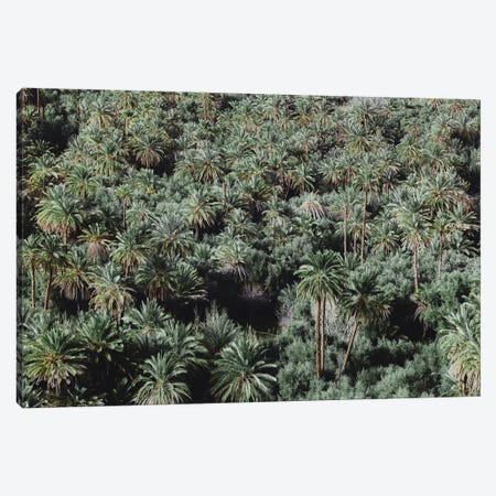 Palm Trees, Morocco Canvas Print #GRM179} by Luke Anthony Gram Canvas Wall Art
