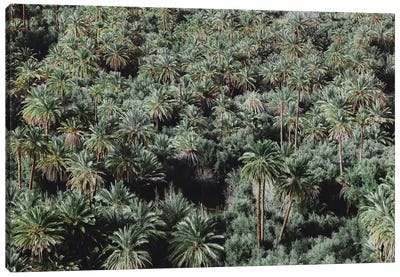 Palm Trees, Morocco Canvas Art Print - Morocco