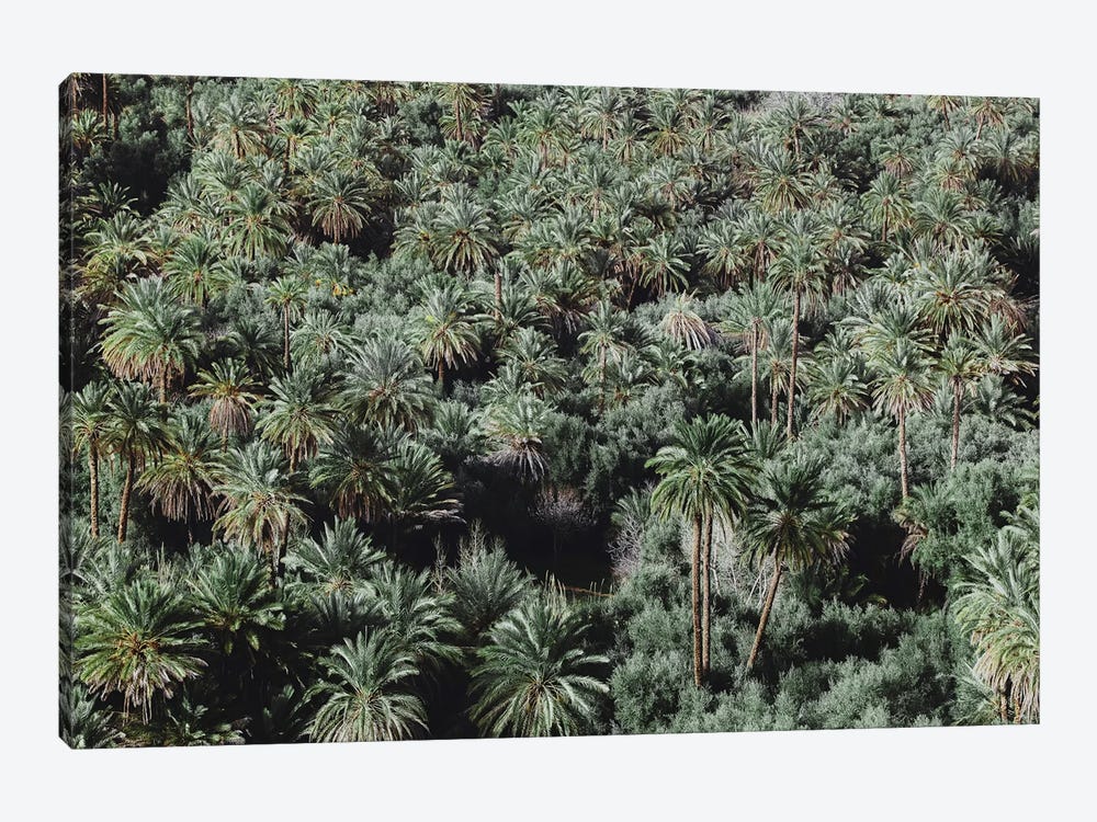 Palm Trees, Morocco by Luke Anthony Gram 1-piece Art Print