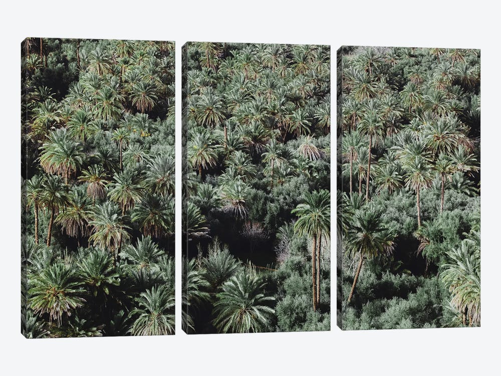 Palm Trees, Morocco by Luke Anthony Gram 3-piece Canvas Print
