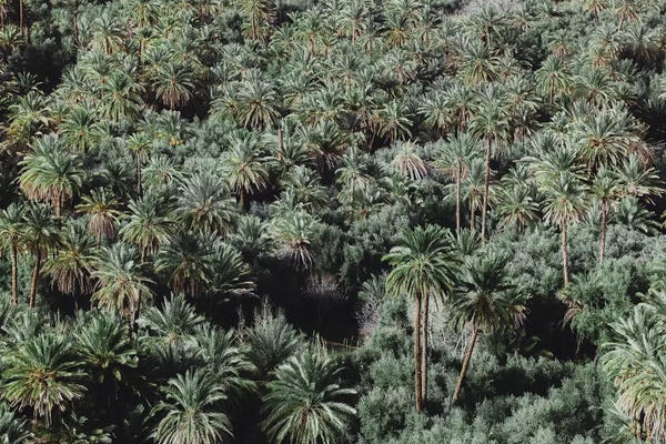 Luke Anthony Gram: Palm Trees, Morocco by Luke Anthony Gram