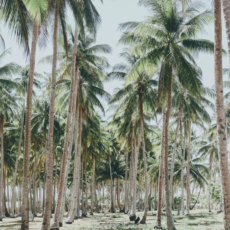 Palm Trees, Philippines