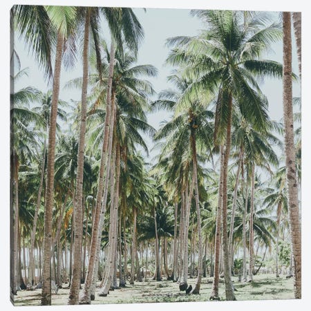 Palm Trees, Philippines Canvas Print #GRM180} by Luke Anthony Gram Canvas Art Print