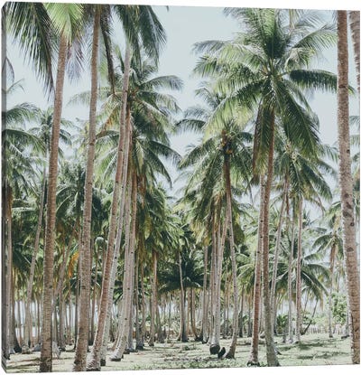 Palm Trees, Philippines Canvas Art Print