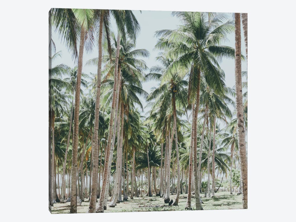 Palm Trees, Philippines by Luke Anthony Gram 1-piece Canvas Print