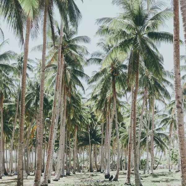 Luke Anthony Gram: Palm Trees, Philippines by Luke Anthony Gram