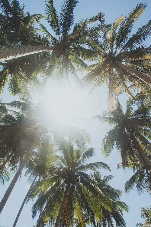 Palm Trees, Philippines II