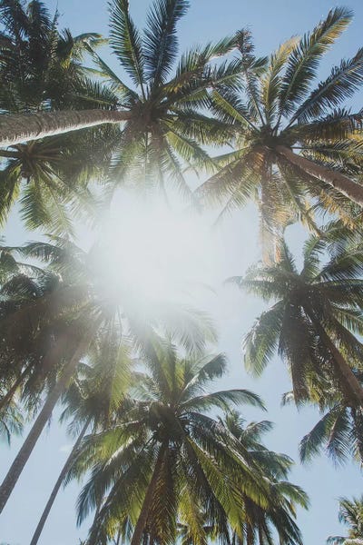 Luke Anthony Gram: Palm Trees, Philippines II by Luke Anthony Gram