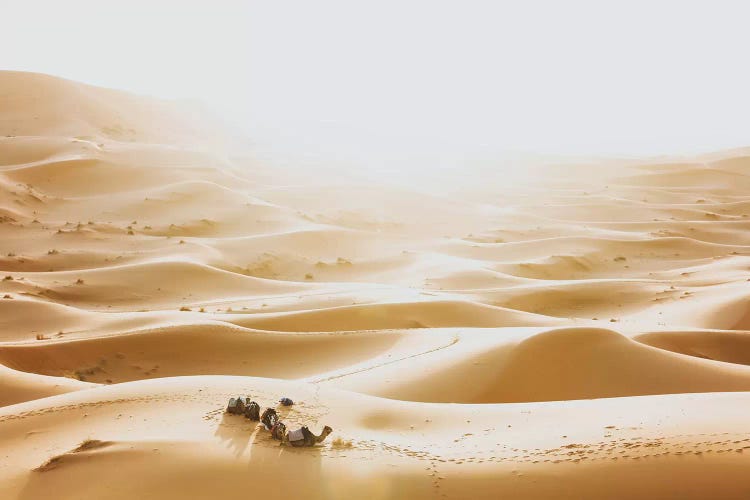 Sahara Desert, Morocco III