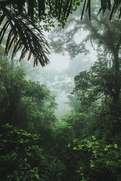 Luke Anthony Gram: Rainforest, Costa Rica by Luke Anthony Gram