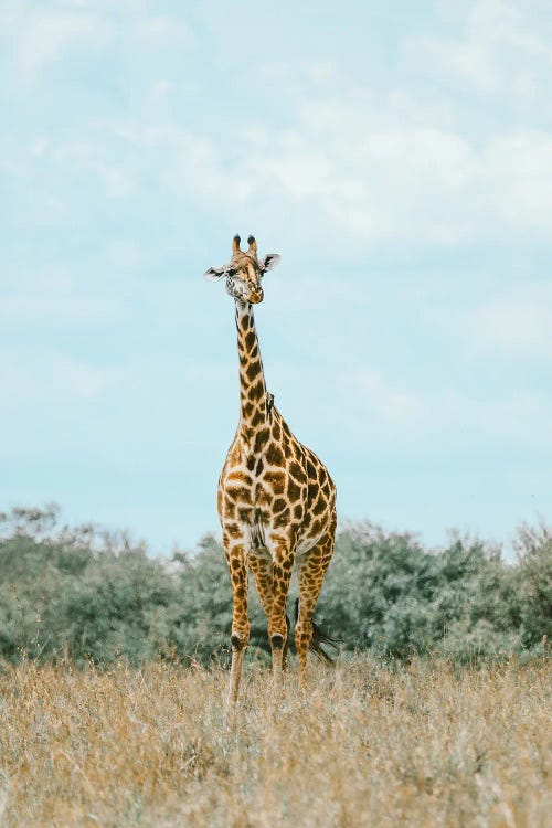 Giraffe In The Maasai Mara, Kenys