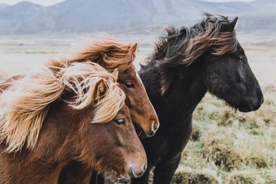 Eastern Region, Iceland I by Luke Anthony Gram framed wall art