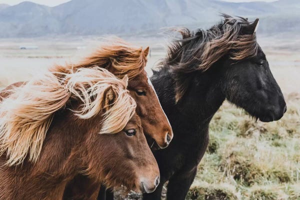 Luke Anthony Gram: Eastern Region, Iceland I by Luke Anthony Gram