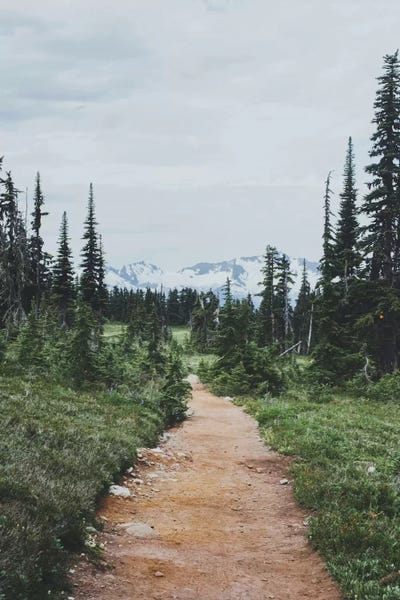 Evergreen Trees: Garibaldi Provincial Park, Canada II by Luke Anthony Gram