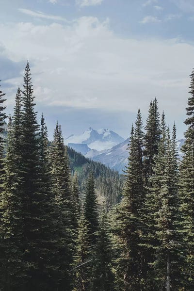 Evergreen Trees: Garibaldi Provincial Park, Canada IV by Luke Anthony Gram