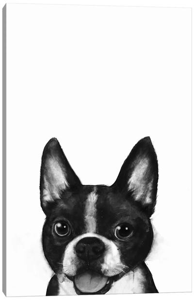 Boston Canvas Art Print - Boston Terrier Art