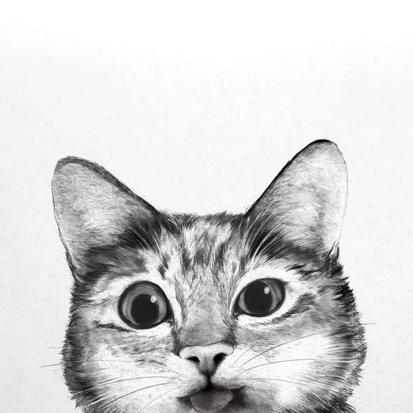 Kittens: Silly Cat by Laura Graves