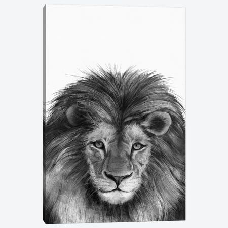 Lion II Canvas Print #GRV44} by Laura Graves Canvas Art