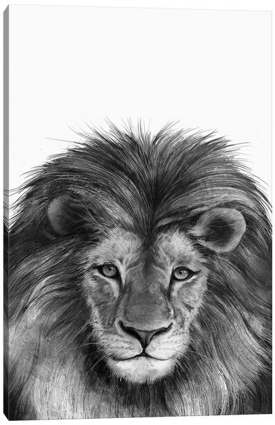 Lion II Canvas Art Print - Laura Graves