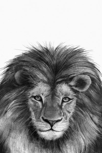 Animal Illustrations: Lion II by Laura Graves