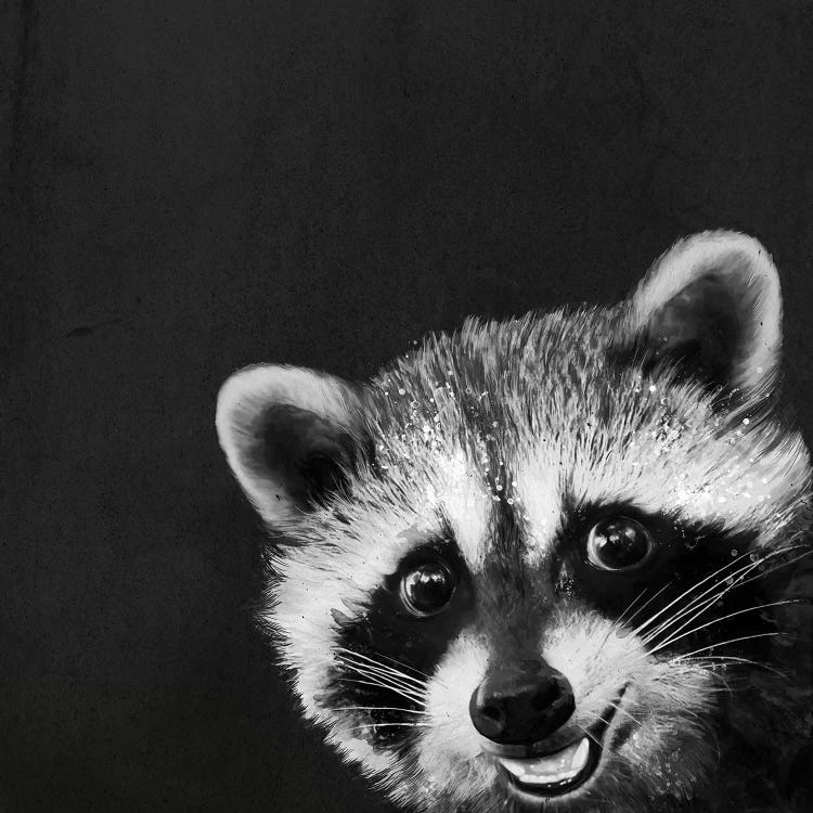 Raccoon