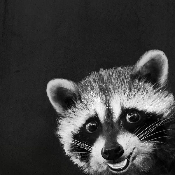 Raccoons: Raccoon by Laura Graves