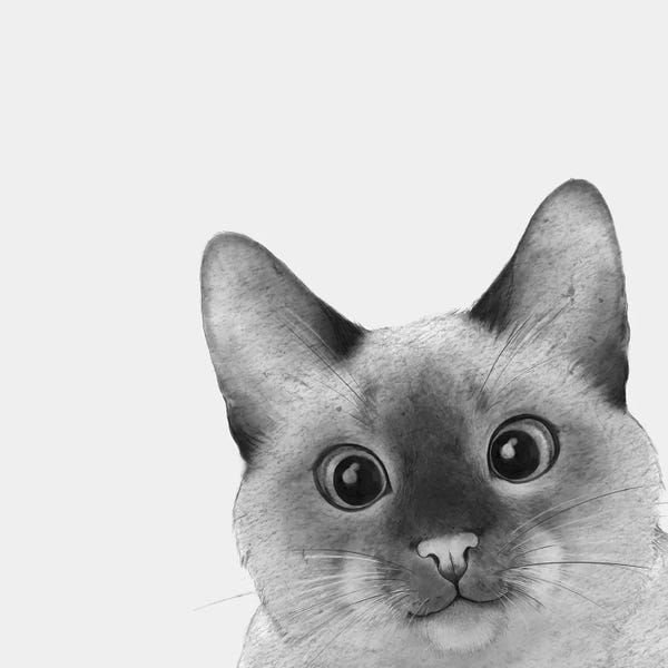 Siamese: Siamese Sneak A Peek by Laura Graves