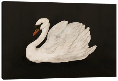 Mute Swan Canvas Art Print - Black & White Animal Art