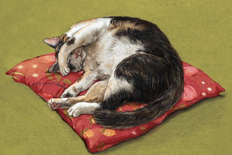Napping Cat