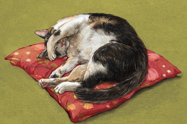 Napping Cat