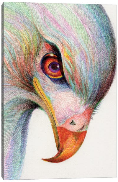 Raptor's Watchful Eye Canvas Art Print - Buzzard & Hawk Art