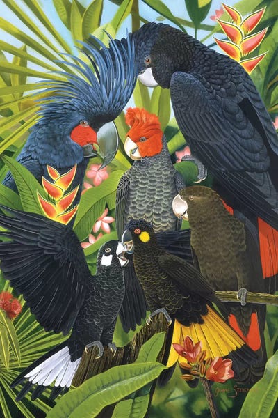 Parrots: Back In Black by Graeme Stevenson