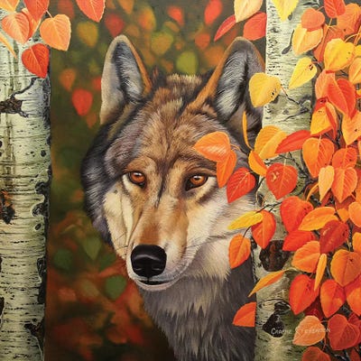 Colours Of The Wolf by Graeme Stevenson framed wall art