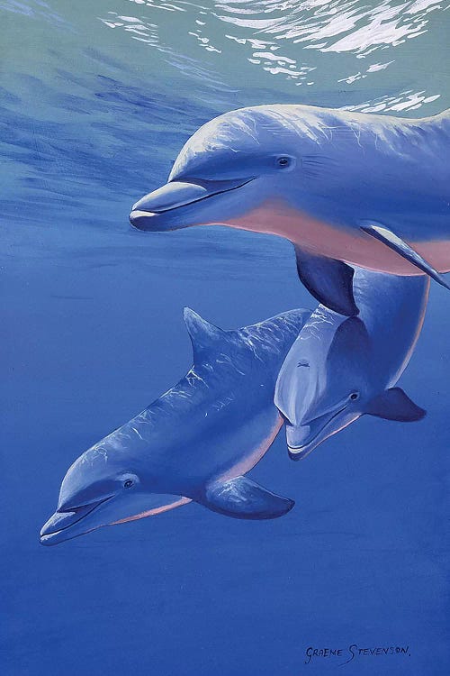 Dolphin Smile by Graeme Stevenson wall art