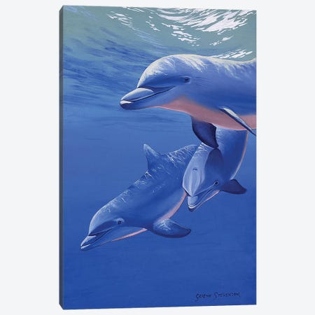 Dolphin Smile Canvas Print #GST155} by Graeme Stevenson Canvas Wall Art