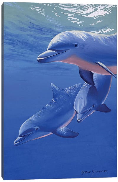 Dolphin Smile Canvas Art Print - Dolphin Art