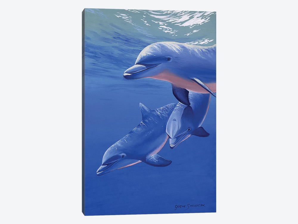 Dolphin Smile by Graeme Stevenson 1-piece Canvas Art Print