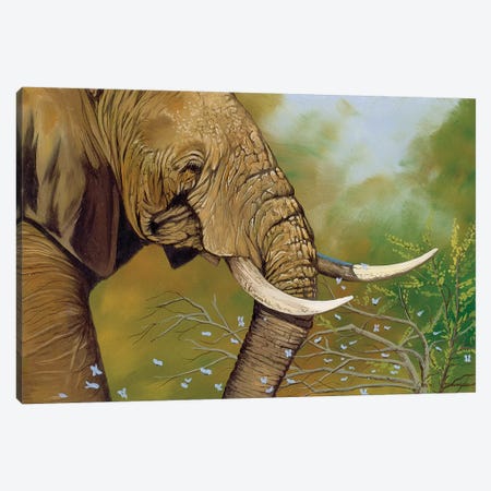 Elephant Days Canvas Print #GST169} by Graeme Stevenson Canvas Art