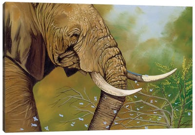 Elephant Days Canvas Art Print - Graeme Stevenson