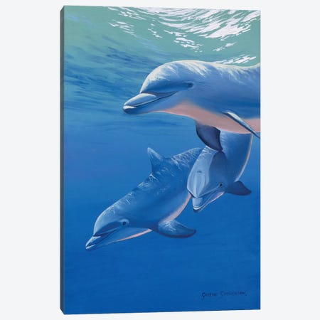 Dolphin Smile Canvas Print by Graeme Stevenson | iCanvas