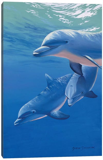 In The Pink Canvas Art Print - Dolphin Art