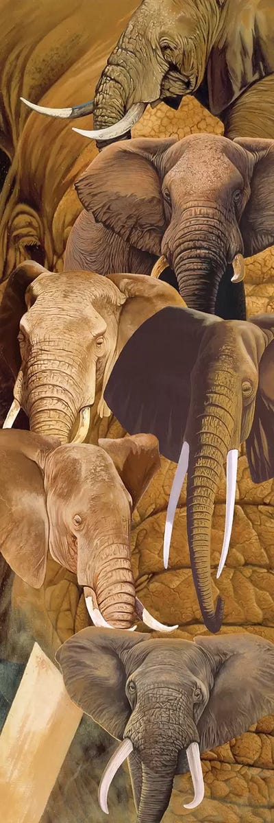 Elephant heads by Graeme Stevenson framed canvas print