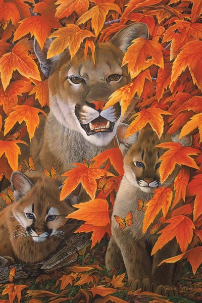 Cougars: Mountain Colors by Graeme Stevenson