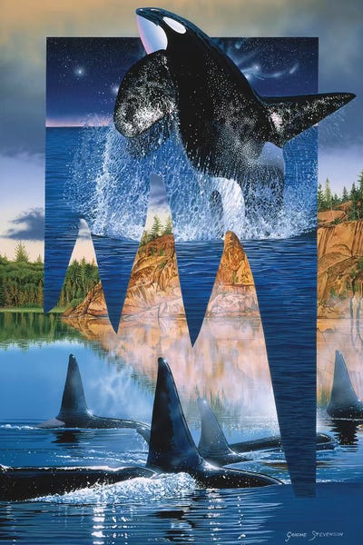 Orcas: Orca Reflections by Graeme Stevenson