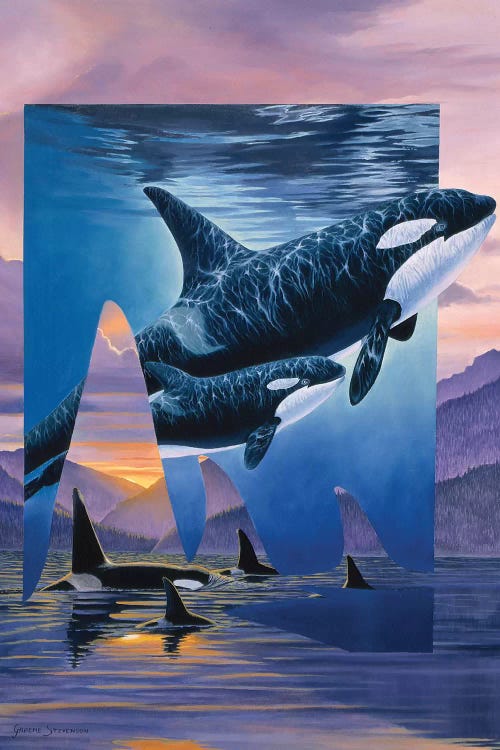 Orca Song by Graeme Stevenson wall art