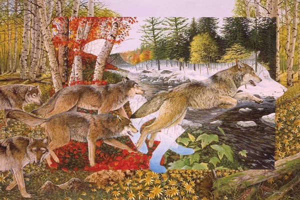 Wolves: Seasons Of The Wolf by Graeme Stevenson