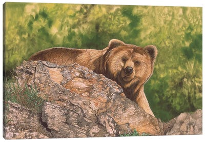 Surprised Canvas Art Print - Brown Bear Art