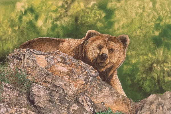Brown Bears: Surprised by Graeme Stevenson