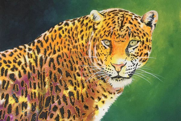 Jaguars: The Stare by Graeme Stevenson