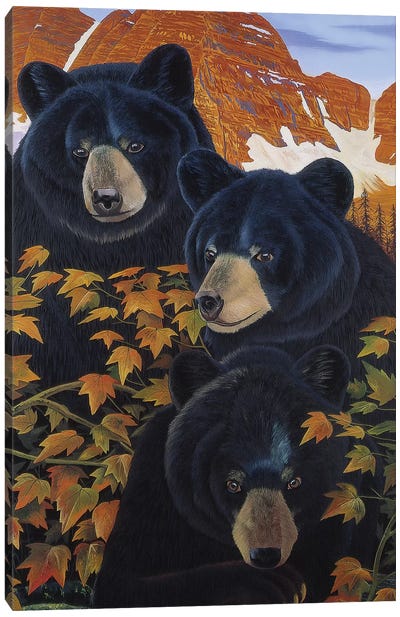 Threes Trouble Canvas Art Print - Black Bear Art